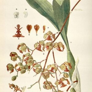 Gele Oncidium pubes orchidee met paarse accenten in volle bloei.