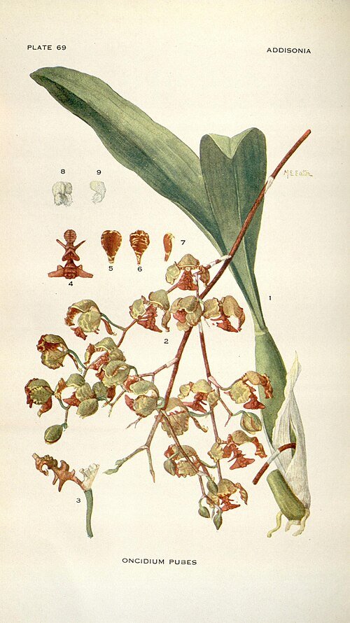 Gele Oncidium pubes orchidee met paarse accenten in volle bloei.