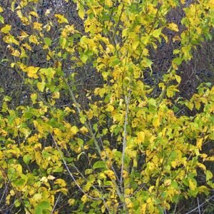 Herfstkleuren van Ulmus minor 'Ademuz' boom met groene en gele bladeren.