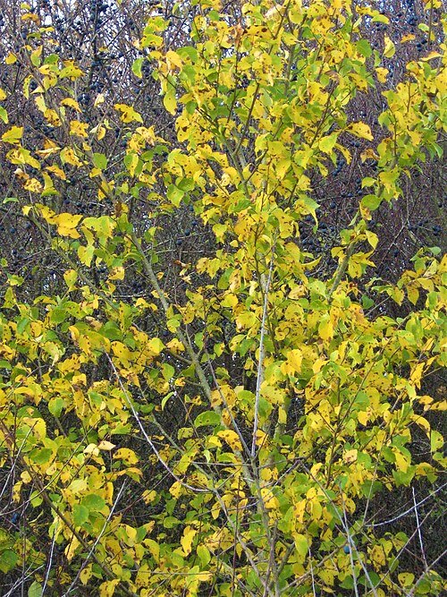 Herfstkleuren van Ulmus minor 'Ademuz' boom met groene en gele bladeren.