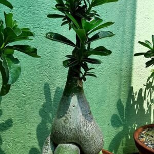 Adenium plant met roze bloemen en groen blad.