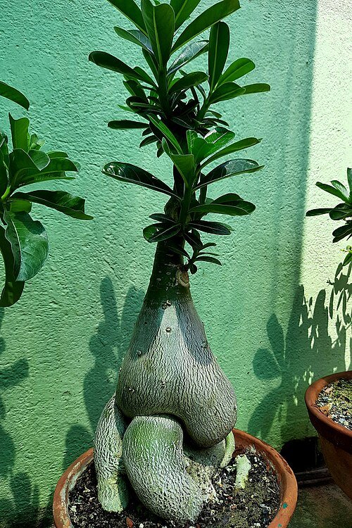 Adenium plant met roze bloemen en groen blad.