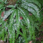 Adiantum hispidulum plant met delicate groene bladeren en zwarte stelen.
