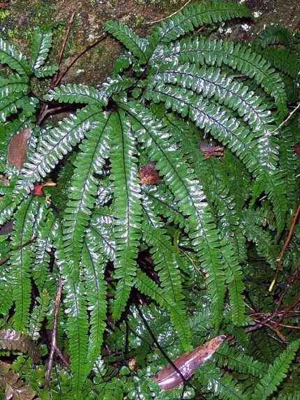 Adiantum hispidulum plant met delicate groene bladeren en zwarte stelen.