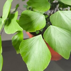 Adiantum peruvianum bladeren in close-up.