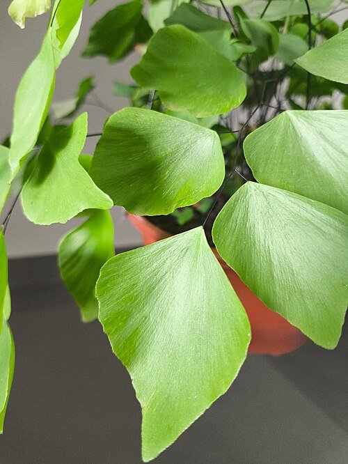 Adiantum peruvianum bladeren in close-up.