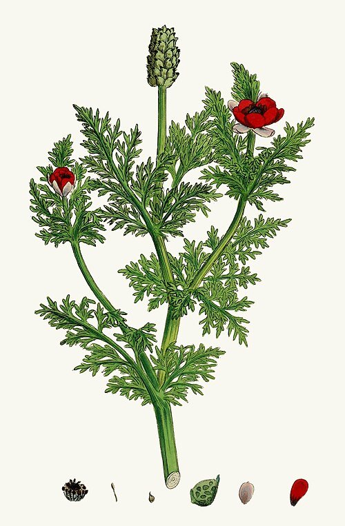 Botanische illustratie van een winterharde Adonis annua plant.