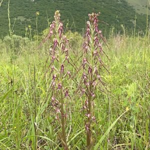 Zeldzame Adriatische hagedis orchidee bloem in natuurlijke habitat.