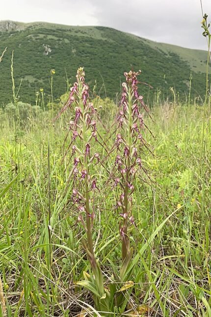 Zeldzame Adriatische hagedis orchidee bloem in natuurlijke habitat.
