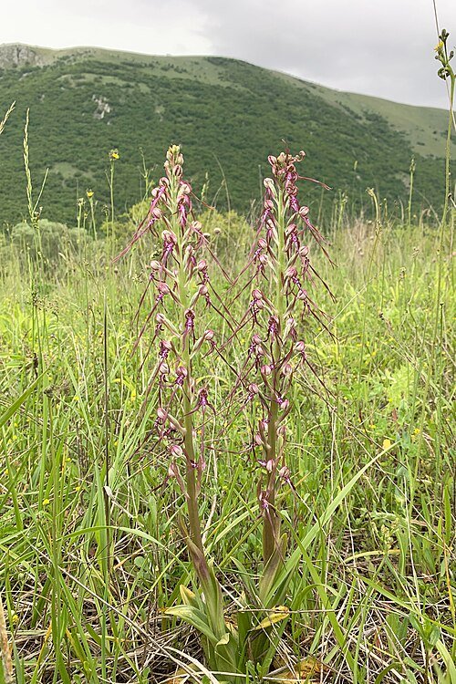 Zeldzame Adriatische hagedis orchidee bloem in natuurlijke habitat.