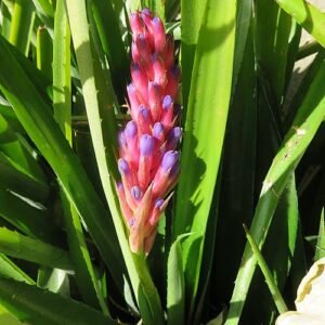 Aechmea blumenavii met heldergroene bladeren en rode bloemen in botanische tuin.