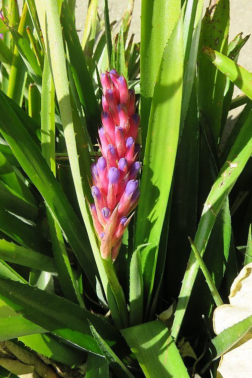 Aechmea blumenavii met heldergroene bladeren en rode bloemen in botanische tuin.