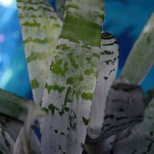 Aechmea chantinii bloeiende bromelia plant in heldere tinten.