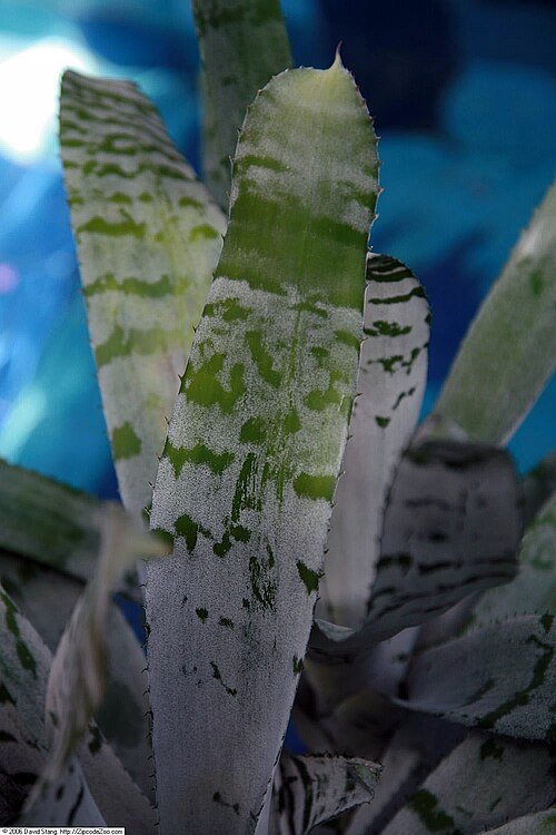 Aechmea chantinii bloeiende bromelia plant in heldere tinten.