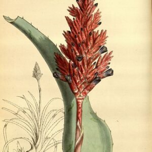 Aechmea distichantha plant with green leaves and pink blooms.