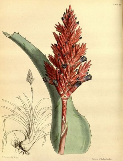 Aechmea distichantha plant with green leaves and pink blooms.