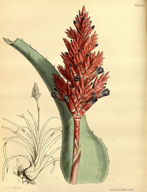 Aechmea distichantha plant with green leaves and pink blooms.