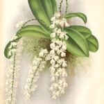 Witte bloemen en groene bladeren van Aerangis citrata-plant.
