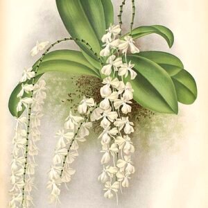 Witte bloemen en groene bladeren van Aerangis citrata-plant.