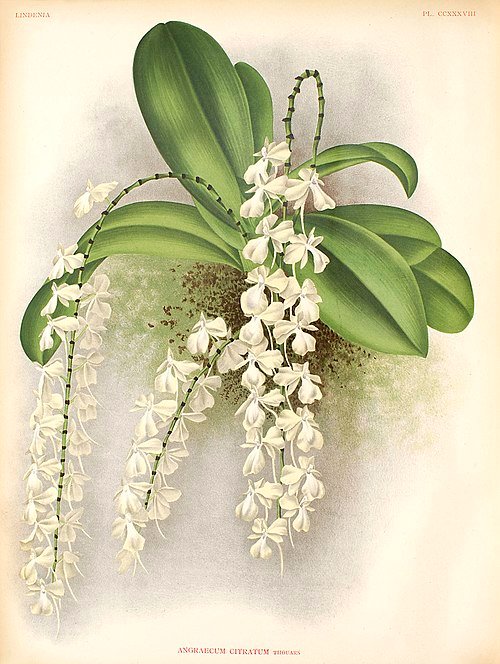 Witte bloemen en groene bladeren van Aerangis citrata-plant.