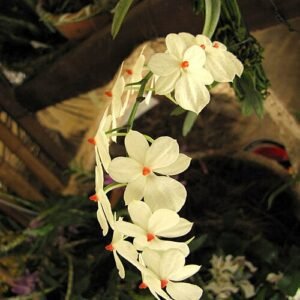 Witte Aerangis luteoalba orchidee bloemen op groene stelen.