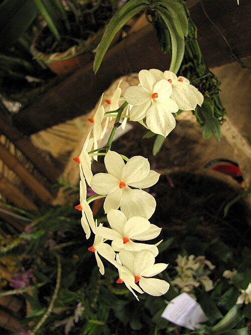 Witte Aerangis luteoalba orchidee bloemen op groene stelen.