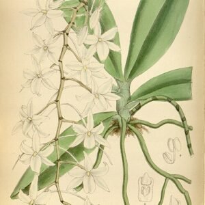 Witte bloemen van de Aerangis modesta orchidee op botanische illustratie.
