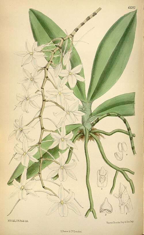 Witte bloemen van de Aerangis modesta orchidee op botanische illustratie.