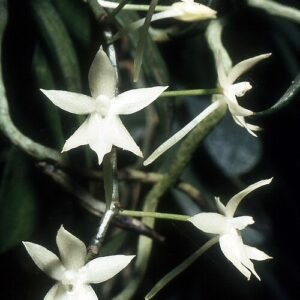 Elegante witte bloem van de Aerangis ugandensis orchidee.