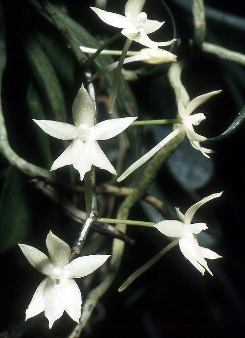 Elegante witte bloem van de Aerangis ugandensis orchidee.
