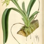 Witte bloemen van Aeranthes arachnites met lange sprieten.