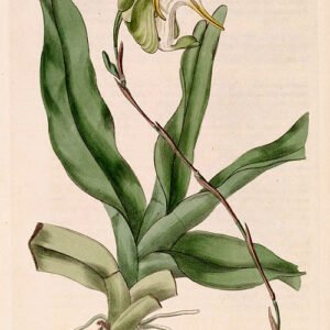 Aeranthes grandiflora orchidee met witte bloemen op botanische illustratie.