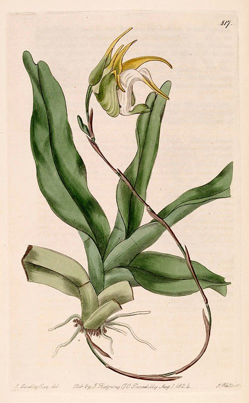 Aeranthes grandiflora orchidee met witte bloemen op botanische illustratie.