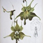 White orchid flowers and green leaves of Aeranthes ramosa plant.