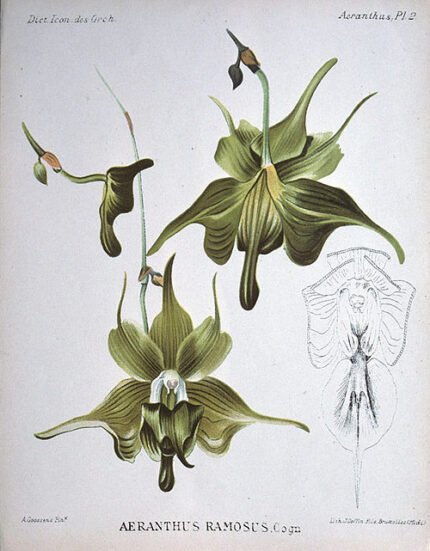 White orchid flowers and green leaves of Aeranthes ramosa plant.