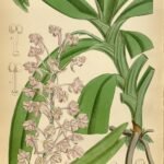 Bloeiende Aerides emericii orchidee in helder roze op donkere achtergrond.