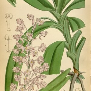 Bloeiende Aerides emericii orchidee in helder roze op donkere achtergrond.