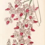 Aerides maculosa orchidee op botanische illustratie.
