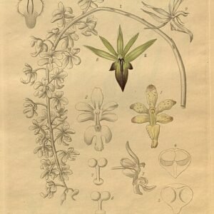 Catasetum socco orchidee met witte en paarse bloembladen in close-up.