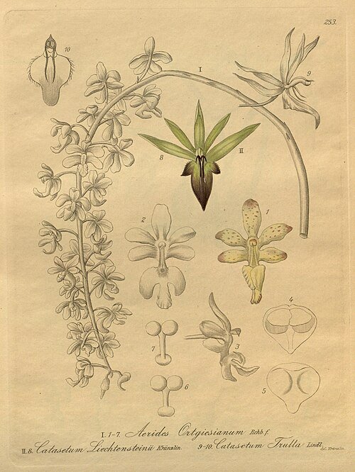 Catasetum socco orchidee met witte en paarse bloembladen in close-up.