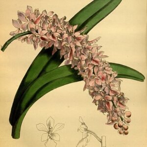 Aerides rosea orchidee met roze en witte bloemblaadjes en groene bladeren.