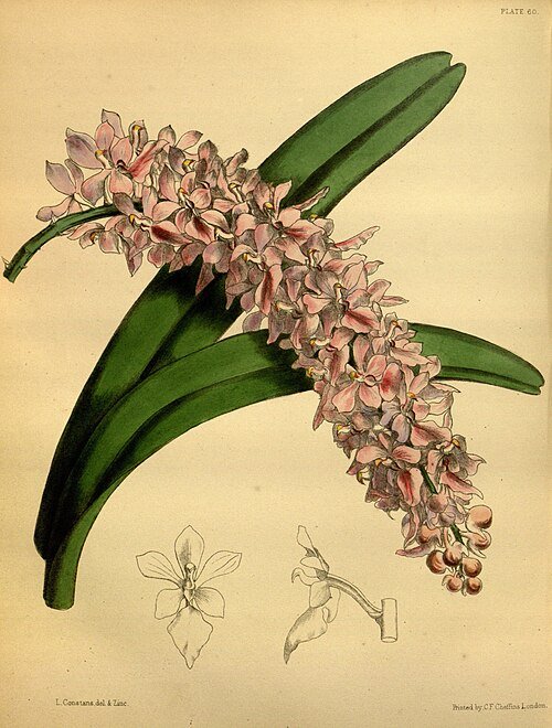 Aerides rosea orchidee met roze en witte bloemblaadjes en groene bladeren.