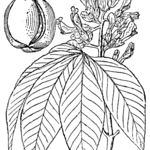 Tekening van Aesculus flava bloem in detail.