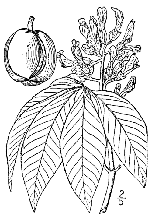 Tekening van Aesculus flava bloem in detail.