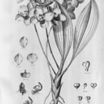 Paarse Aganisia cyanea orchidee met bloemen en bladeren op display.