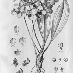 Paarse Aganisia cyanea orchidee met bloemen en bladeren op display.