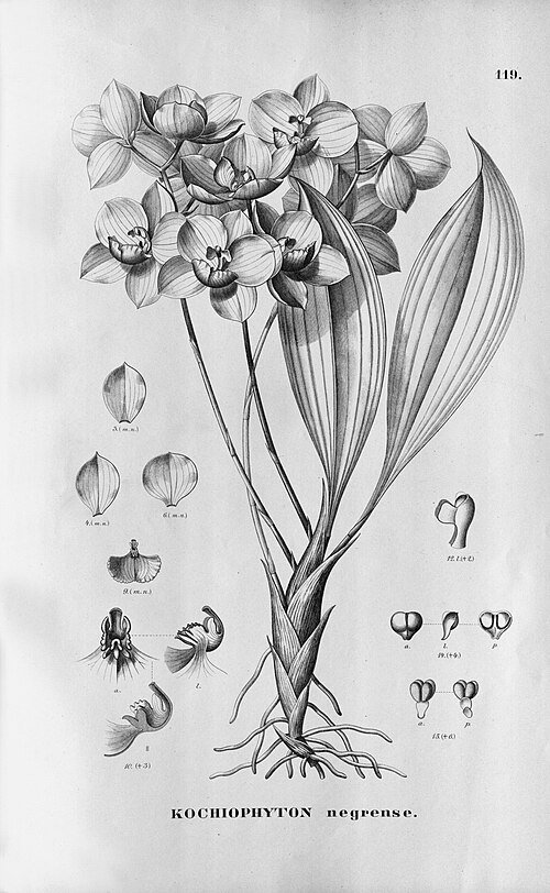 Paarse Aganisia cyanea orchidee met bloemen en bladeren op display.