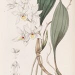 Aganisia pulchella bloem, paars-witte bloem met groene bladeren.