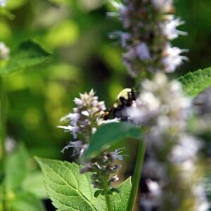 Agastache 'Blue Fortune' bloeiende paarse bloemen op groene bladeren.