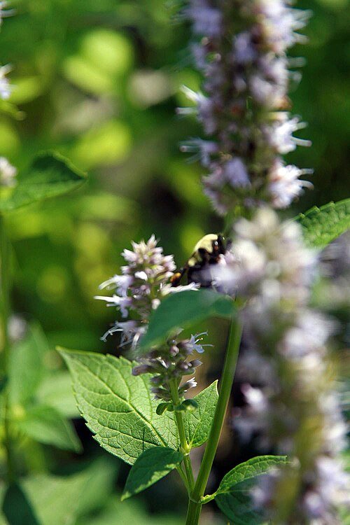 Agastache 'Blue Fortune' bloeiende paarse bloemen op groene bladeren.